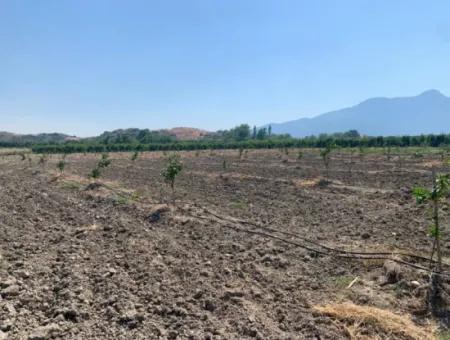 7300 M2 Zitronenfeld Zum Verkauf In Mugla Ortaca Tepearasi