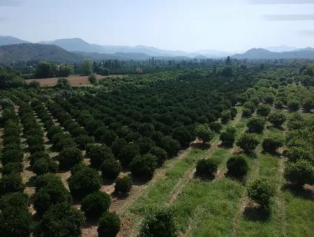 Orange Grove Zum Verkauf An Beyoba