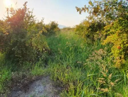 Granatapfelgarten Zum Verkauf In Mugla Ortaca Tepearasi