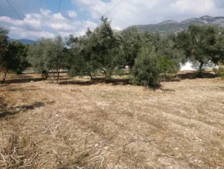 2 Einfamilienhäuser Zum Verkauf In 1992 M2 Grundstück Mit Blick Auf Den See In Köyceğiz Zeytinalanı