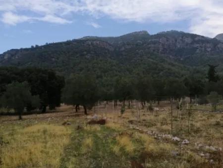 2788 M2 Feld Mit Seeblick Zu Verkaufen In Mugla Köyceğiz Zeytinalanı