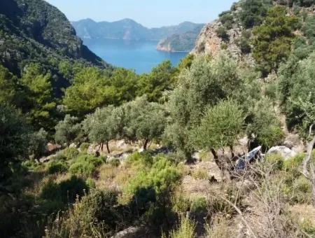 Olivenhain Mit Meerblick Zum Verkauf In Köyceğiz Ekincik