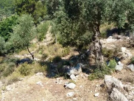 Olivenhain Mit Meerblick Zum Verkauf In Köyceğiz Ekincik