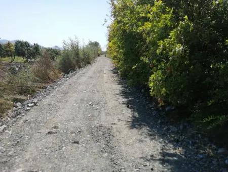 Granatapfelgarten Zum Verkauf In Mugla Ortaca Tepearasi