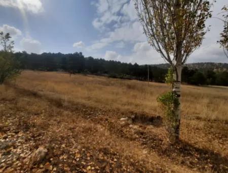 6 230 M2 Fruchtbares Land Zur Miete In Çameli Cumaalanı