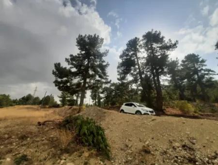 6 230 M2 Fruchtbares Land Zur Miete In Çameli Cumaalanı