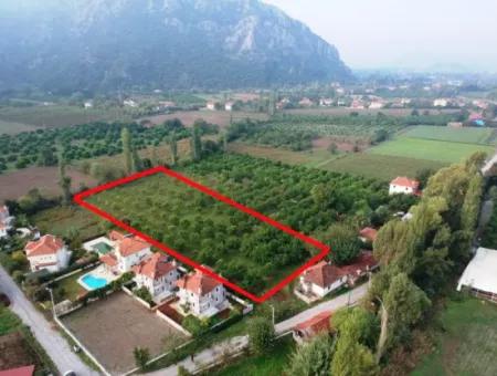 Muğla Ortaca Marmarlıda 4.000 M2 Zitronengarten 5 Jahre Vermietung