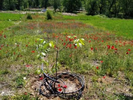 Çameli Kirazlıyaylada 1450 M2 Fruchtbares Einfamilienhaus Zum Verkauf