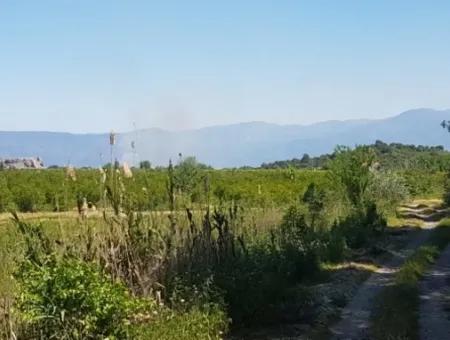 Garten Der Granatäpfel Zum Verkauf In Dalyan