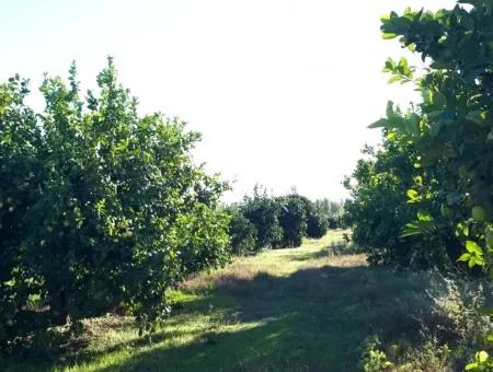 Tepearasi Schnäppchen Für Verkauf In Orange Grove