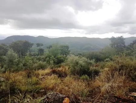 Wildblumen Zum Verkauf An Schnäppchen Göcek Inlice