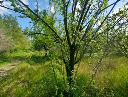 In Muğla Ortaca Eskiköy Stehen 12.805 M2 Land Mit Einem Anteil Zum Verkauf.