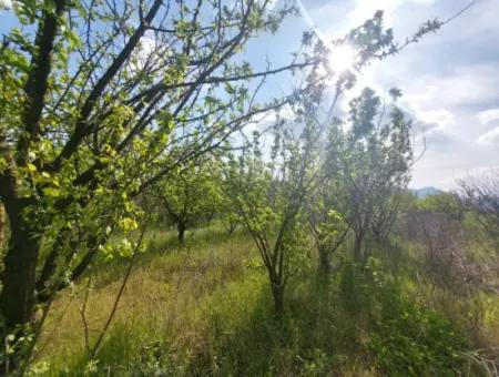In Muğla Ortaca Eskiköy Stehen 12.805 M2 Land Mit Einem Anteil Zum Verkauf.