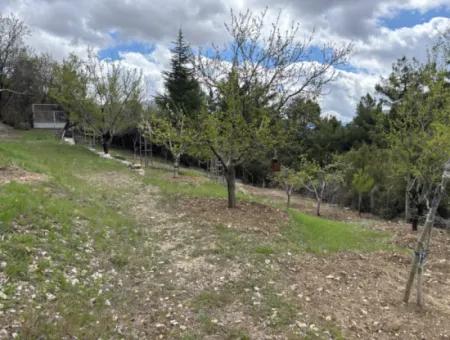 Antalya Akseki Çimiköy 9 400 M2 Freistehender Schnäppchen-Walnussgarten Zum Verkauf Oder Tausch