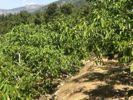 Antalya Akseki Çimiköy 9 400 M2 Freistehender Schnäppchen-Walnussgarten Zum Verkauf Oder Tausch