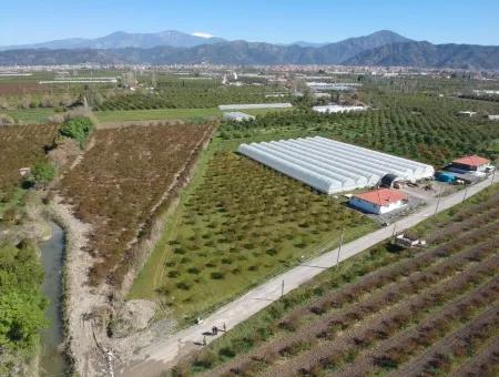 Zum Verkauf Schnäppchen Ortaca Im Granatapfel-Gärten