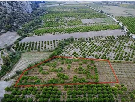 8 500 M2 Zitrusgarten In Ortaca Mergenli Zu Verkaufen