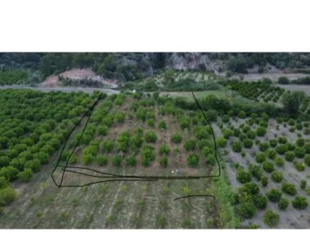 8 500 M2 Zitrusgarten In Ortaca Mergenli Zu Verkaufen