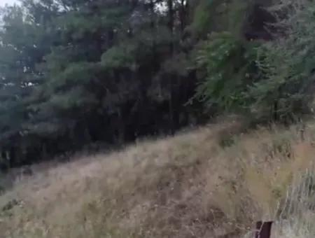 Muğla Ula Çiçek Main Road Im Grünen 2.500 2 Freistehendes Grundstück Mit Eigentumsurkunde Zum Verkauf.