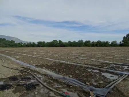 Auch Geeignet Für Investment-31,175 M2 Land Für Verkauf In Koycegiz Bis