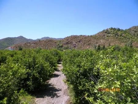 Zitrone Garten Zum Verkauf In Dalaman Muğla Native Tasliburun 5 330 M2