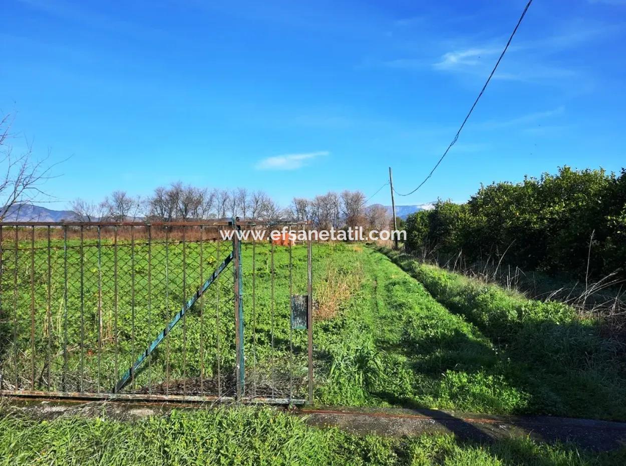 10 000 M2 Detached Lemon Garden For Sale In Ortaca Dalaklı