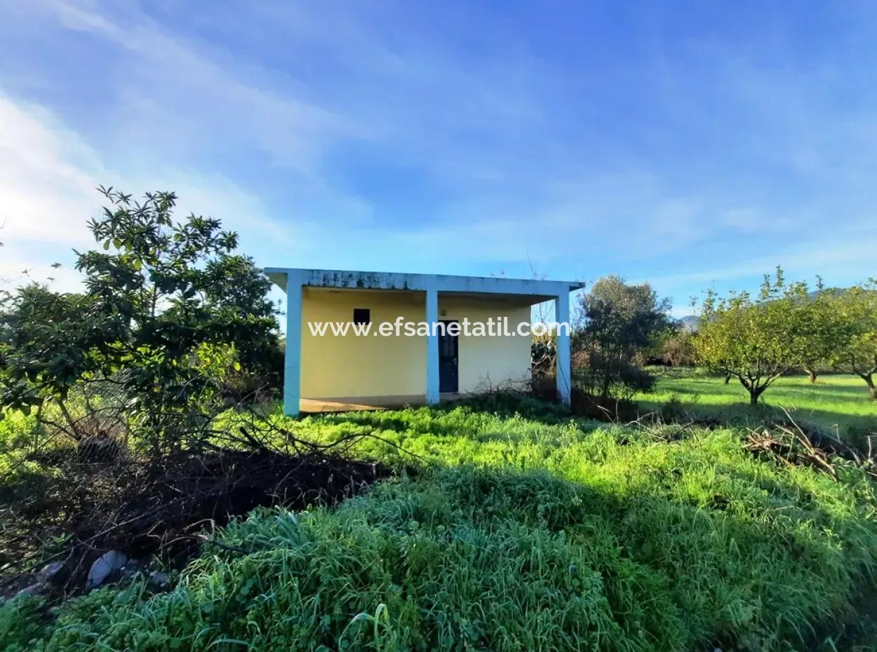 10 000 M2 Detached Lemon Garden For Sale In Ortaca Dalaklı