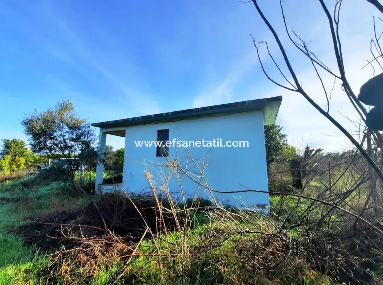 10 000 M2 Detached Lemon Garden For Sale In Ortaca Dalaklı