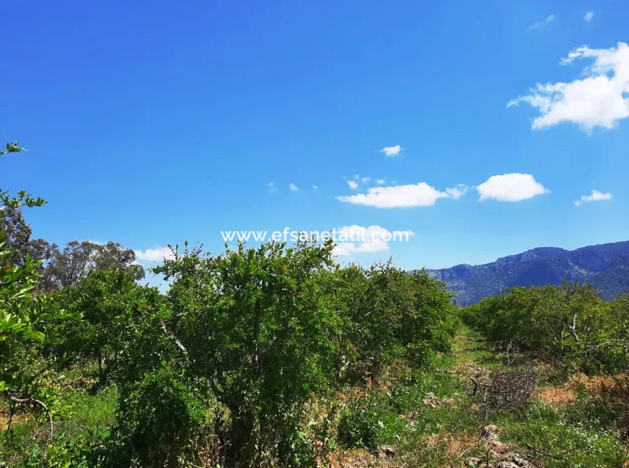 Mugla Dalyan Pomegranate Garden Suitable For Zero Investment In The Canal For Sale