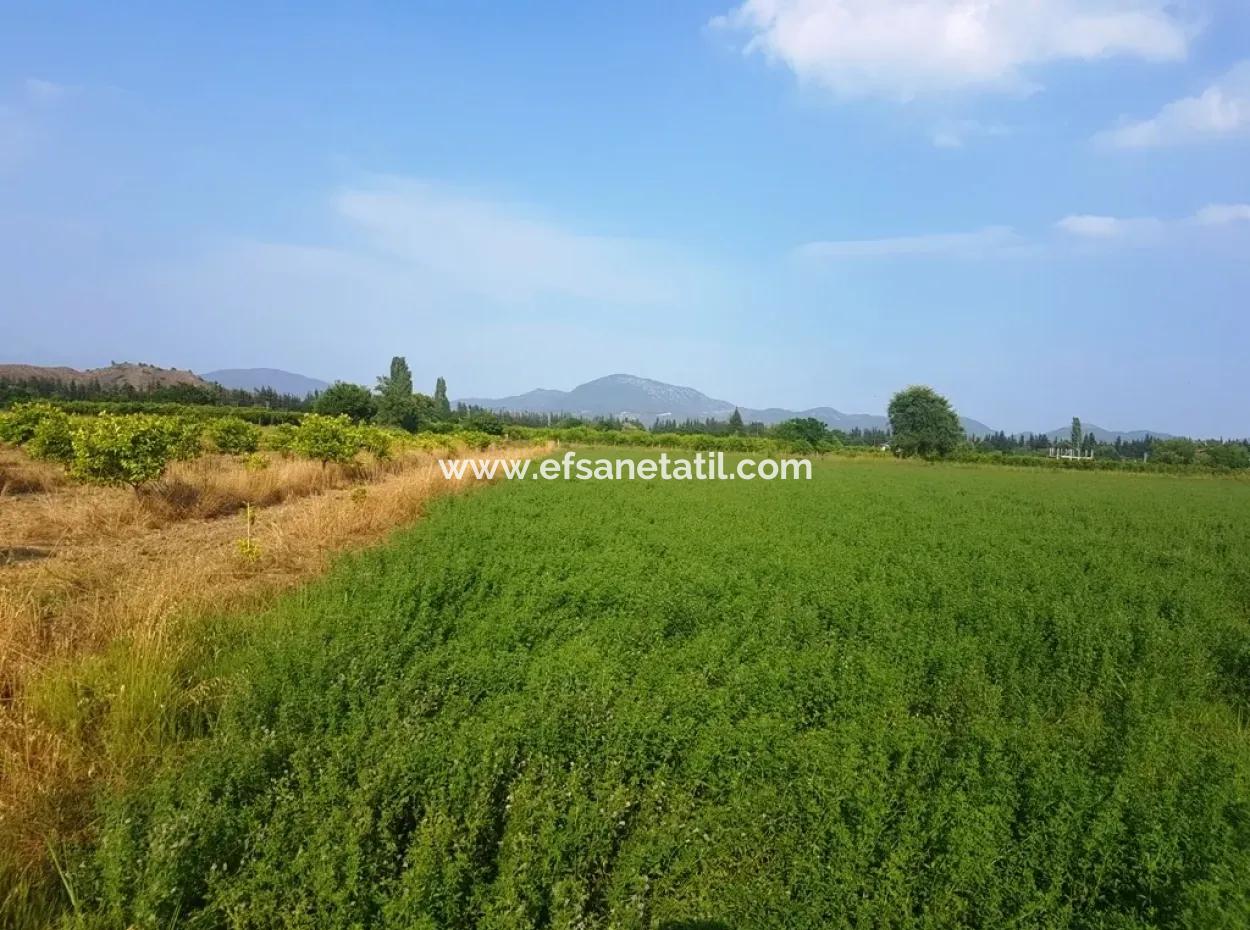 3700 M2 Fertile Field For Sale In Ortaca Fevziye