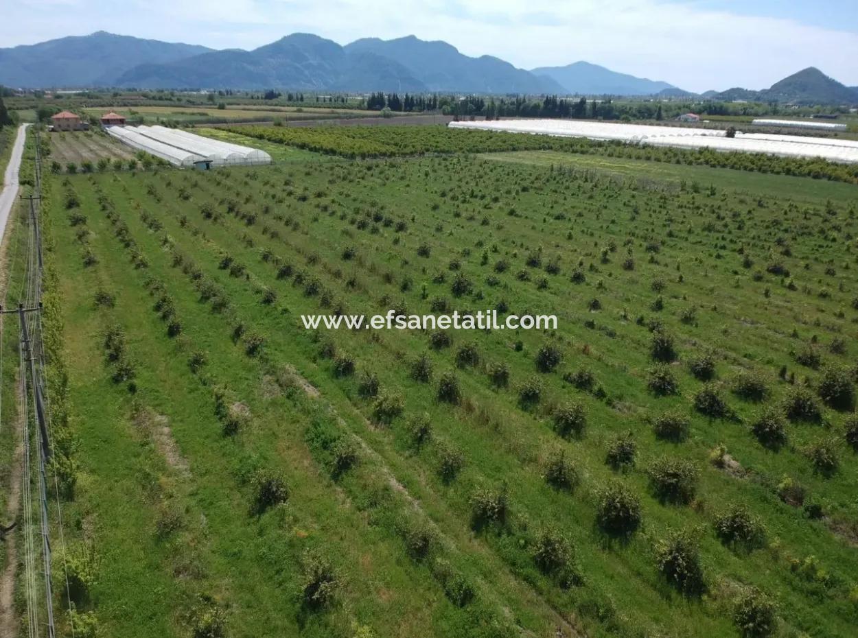 Oriya 26700 M2 Landscaped Garden Lemon Eskiköy Also For Sale