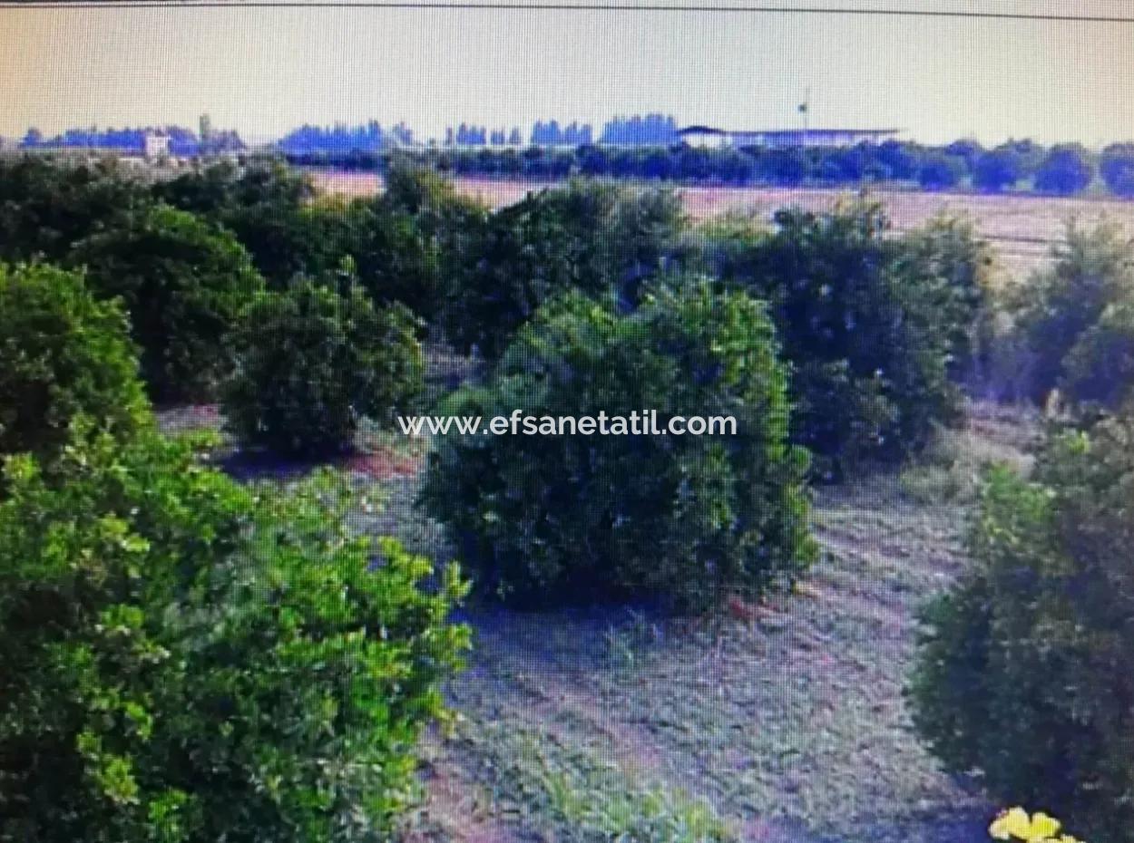 Citrus Garden For Sale In Köyceğiz Up Also, 29 000 M2