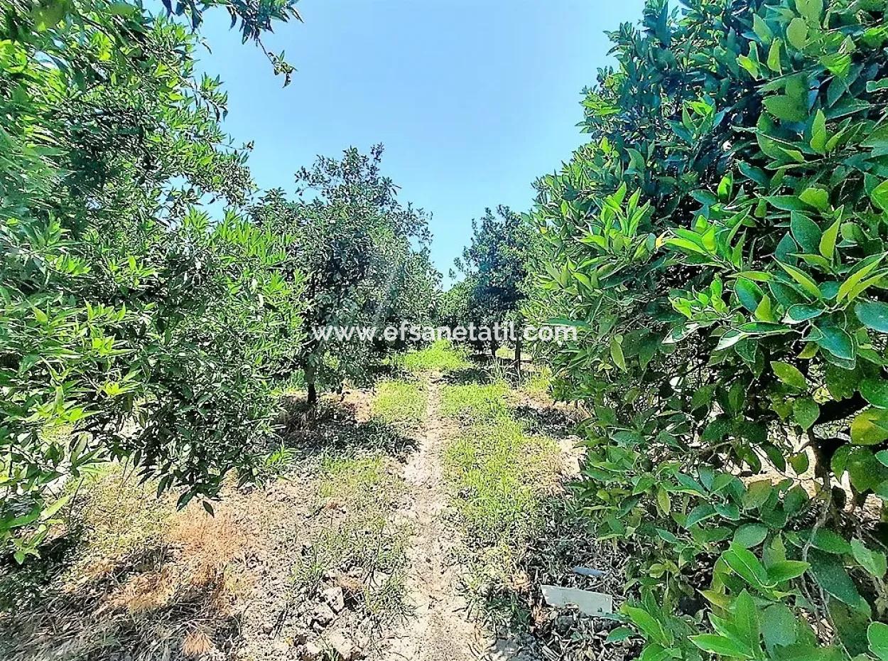 Detached Title Deed Close To The Lake In Köyceğiz 2 650 M2 Citrus Garden For Sale Or Exchange