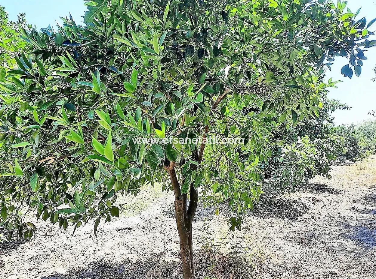 Detached Title Deed Close To The Lake In Köyceğiz 2 650 M2 Citrus Garden For Sale Or Exchange