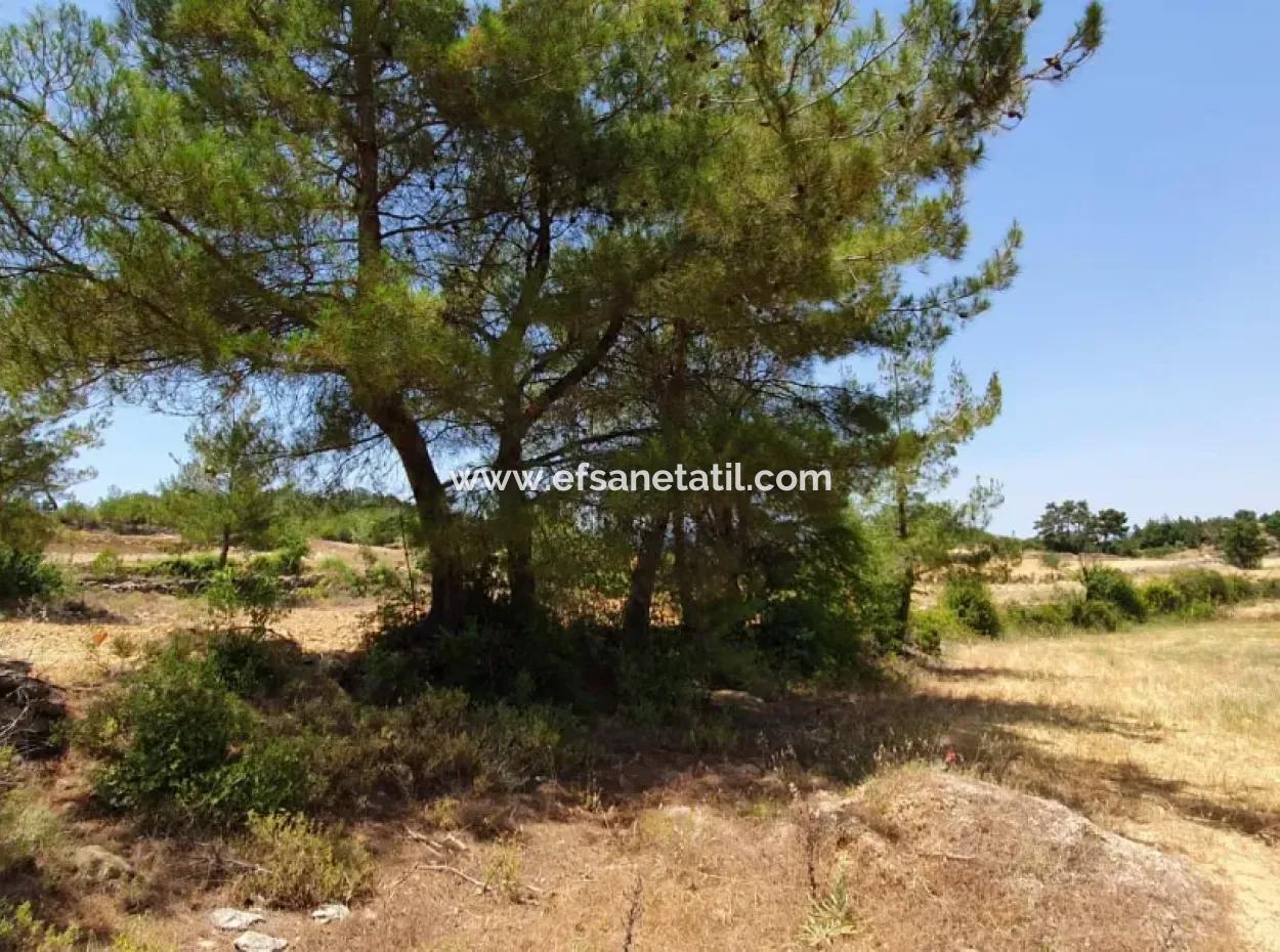 Mugla Menteşe Denizova 1869 M2 Bargain Field For Sale