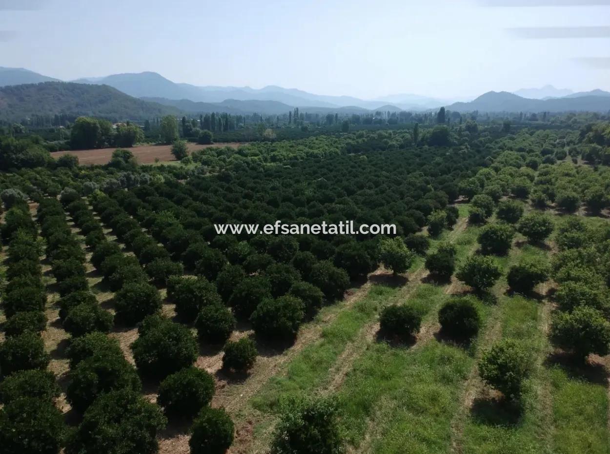 Orange Grove For Sale At Beyoba