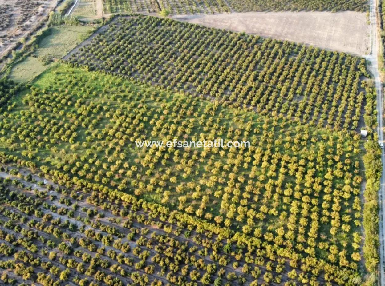 Pomegranate Garden For Sale In Mugla Ortaca Tepearasi