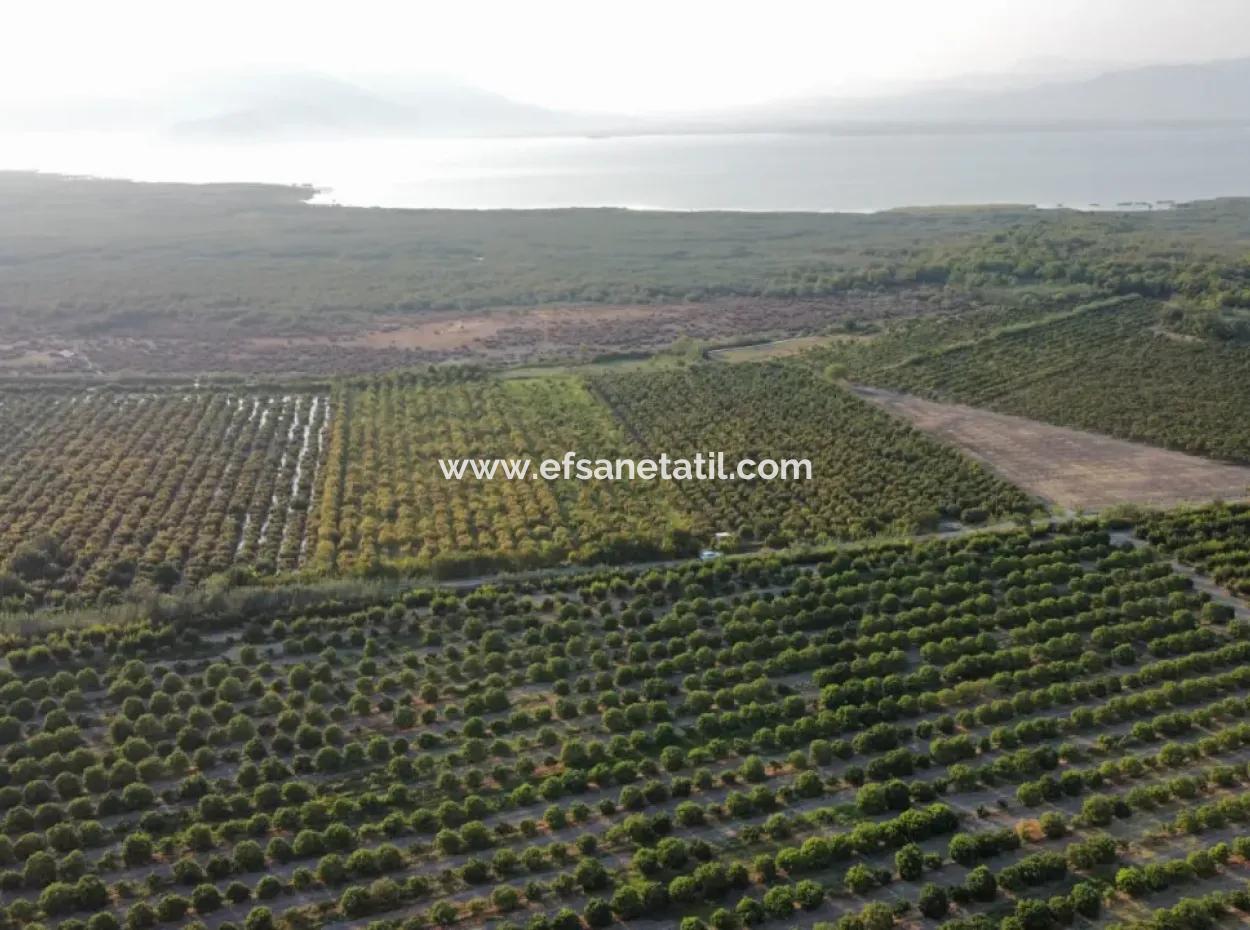 Pomegranate Garden For Sale In Mugla Ortaca Tepearasi