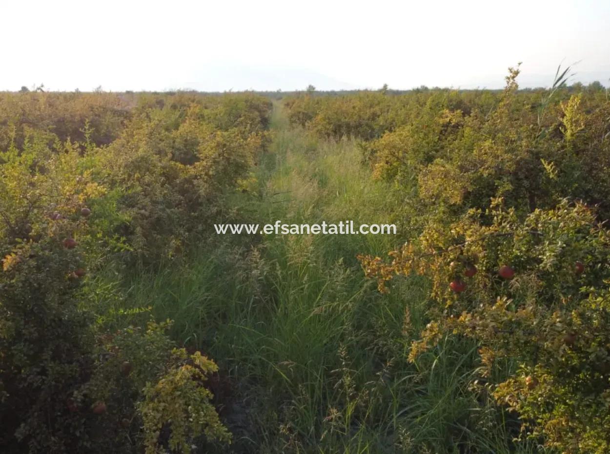 Pomegranate Garden For Sale In Mugla Ortaca Tepearasi