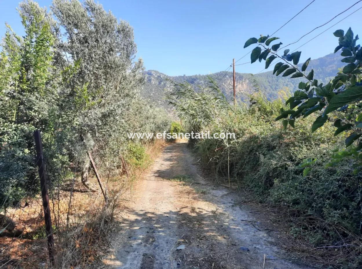 Mugla Ortaca Dalyan 7520 M2 Maniced Detached Pomegranate Garden For Sale
