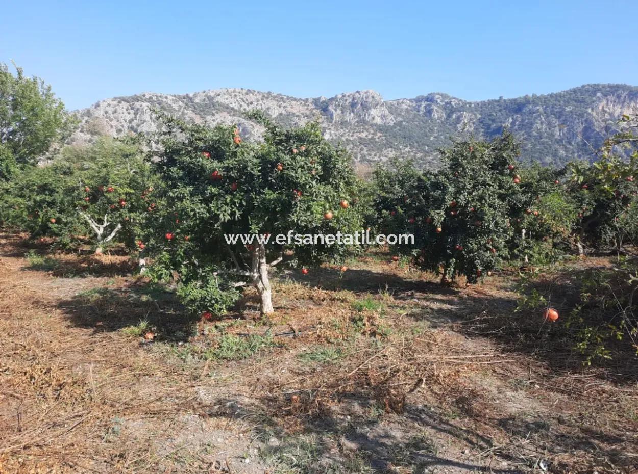 Mugla Ortaca Dalyan 7520 M2 Maniced Detached Pomegranate Garden For Sale