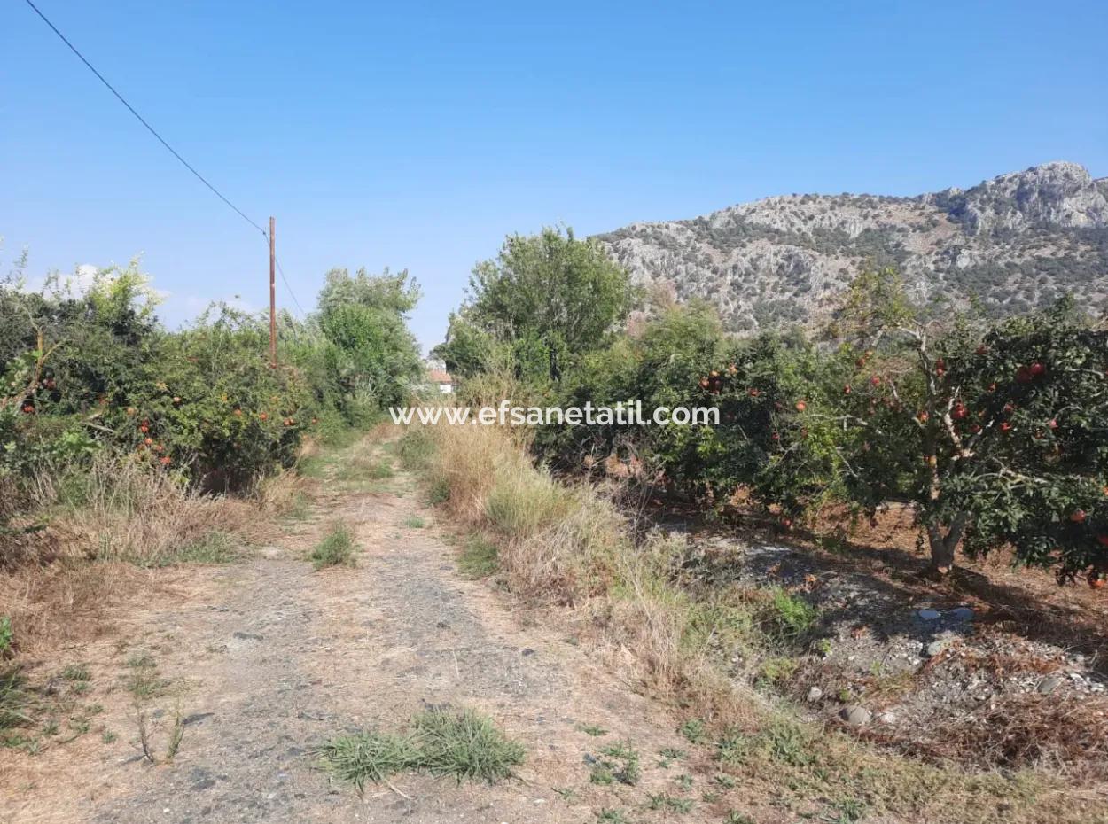 Mugla Ortaca Dalyan 7520 M2 Maniced Detached Pomegranate Garden For Sale