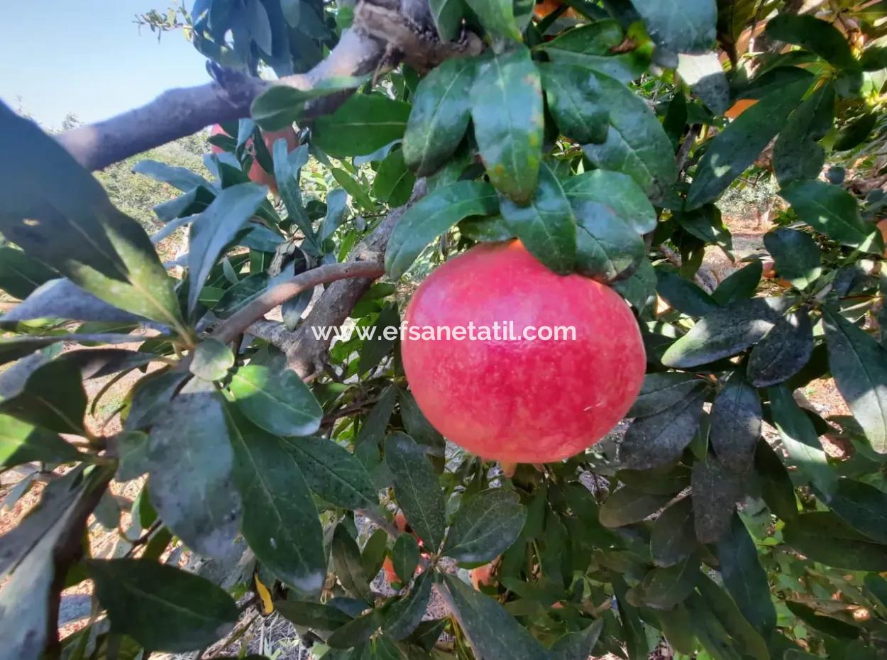 Mugla Ortaca Dalyan 7520 M2 Maniced Detached Pomegranate Garden For Sale