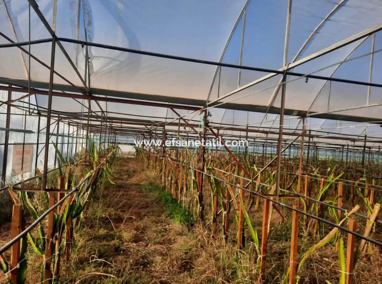 Mugla Ortaca 4123 M2 Field And Pitaya Fruit Greenhouse For Sale