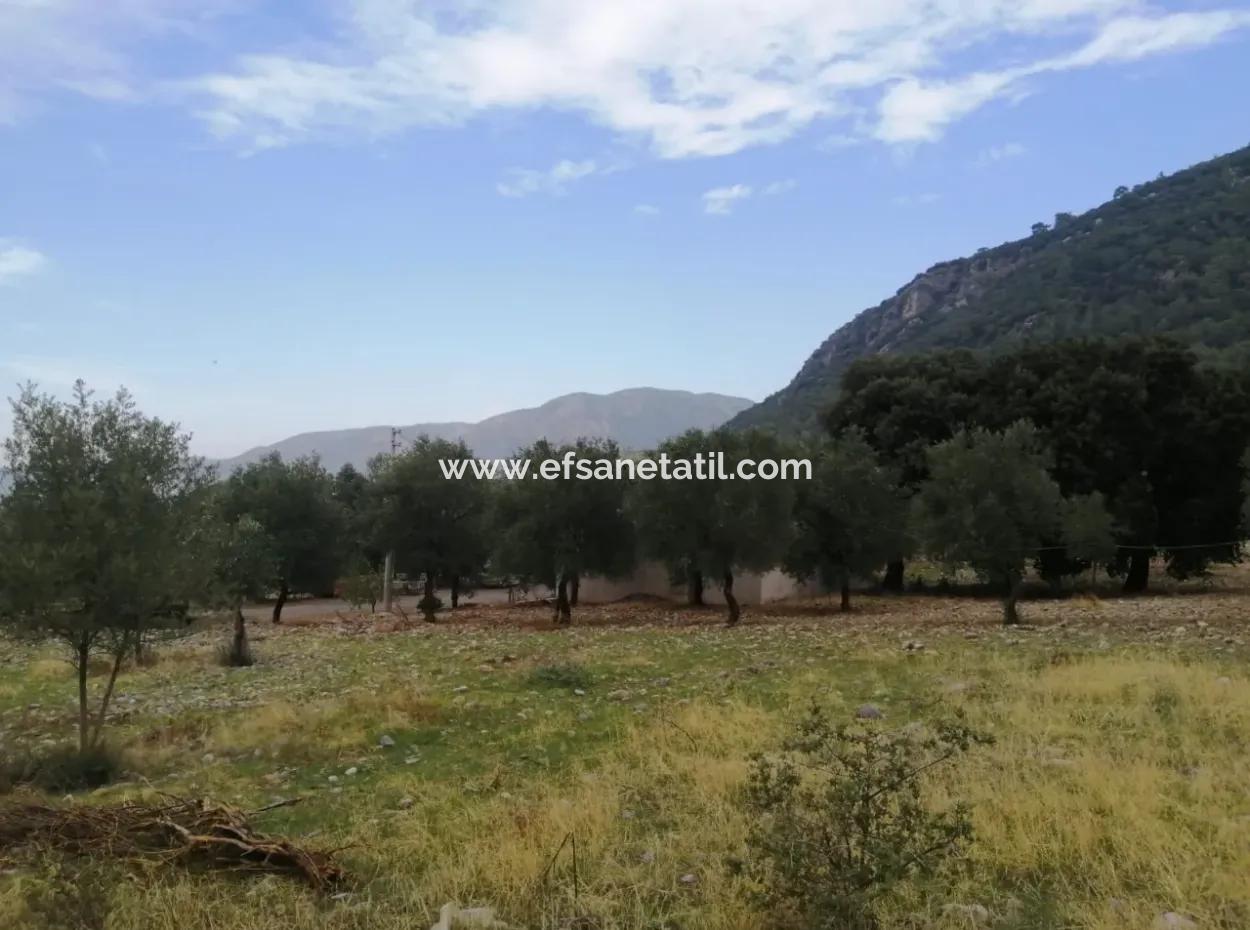 2788 M2 Field With Lake View For Sale In Mugla Köyceğiz Zeytinalanı