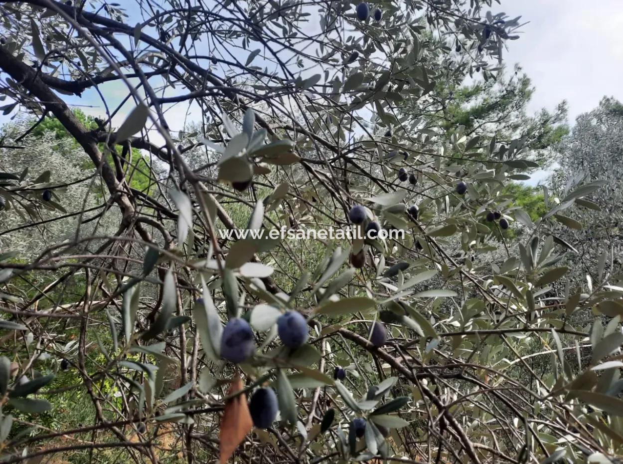 11,650M2 Detached Land With Sea View And 1 1 House For Sale In Gocek Gökçeovacik