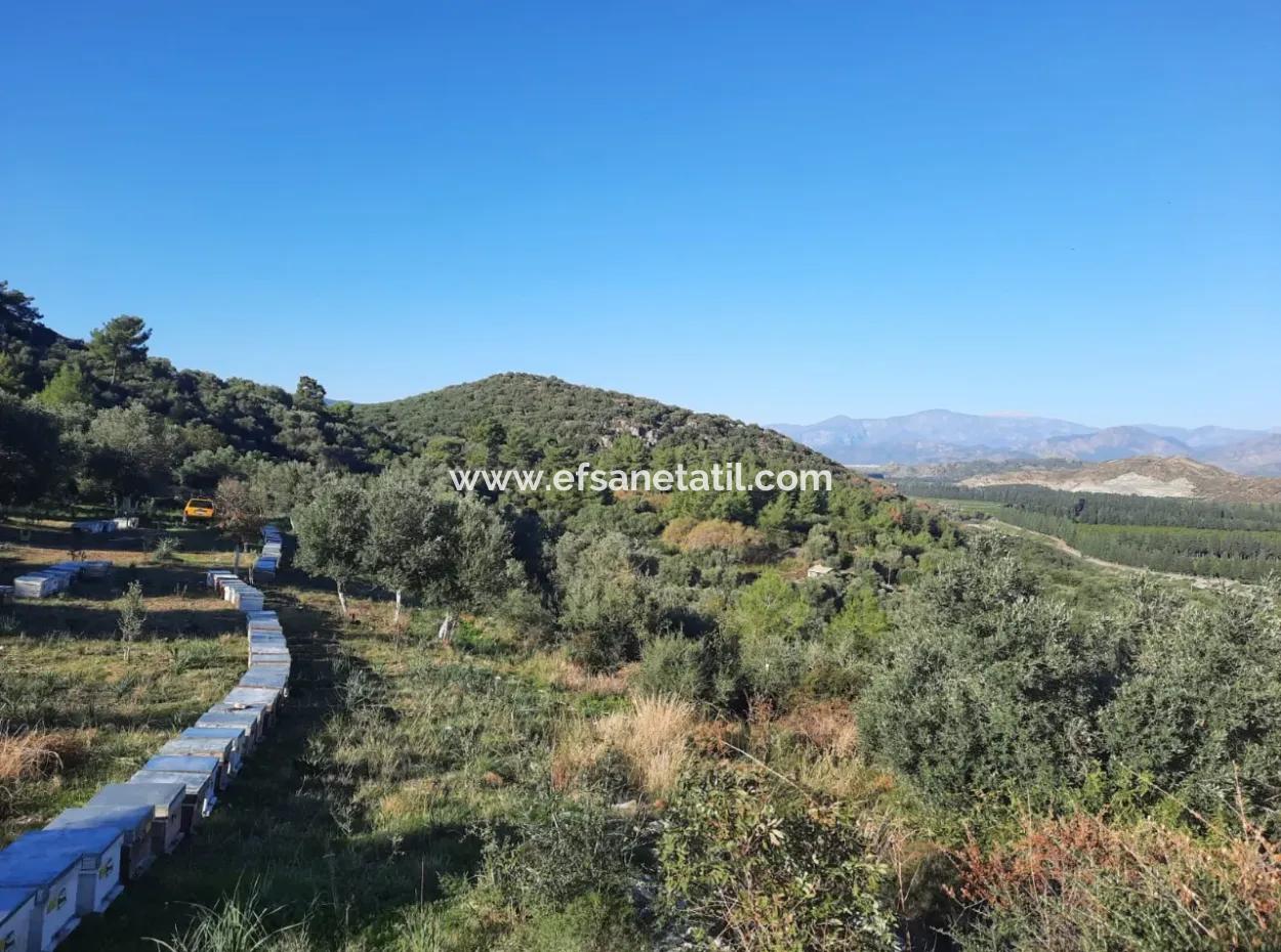 Ortaca Fevziye Sea And Nature View Bargain Detached Olive Grove For Sale
