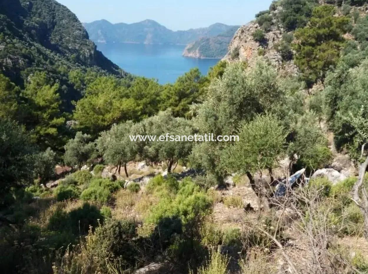 Olive Grove With Sea Views For Sale In Köyceğiz Ekincik