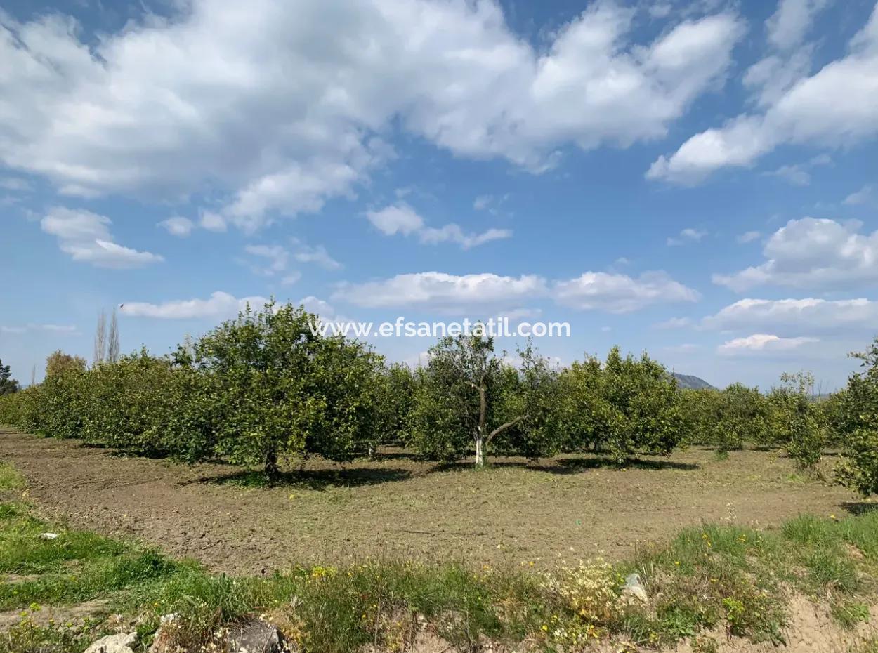 Mugla Dalyan Marmarlı 1500 M2 Land For Sale