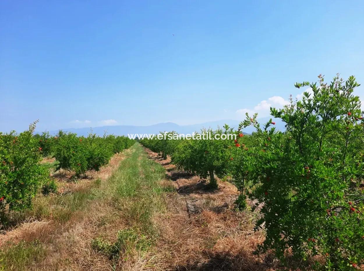 Muğla Ortaca Tepearası For Sale Kelepir Detached 22 250 Land